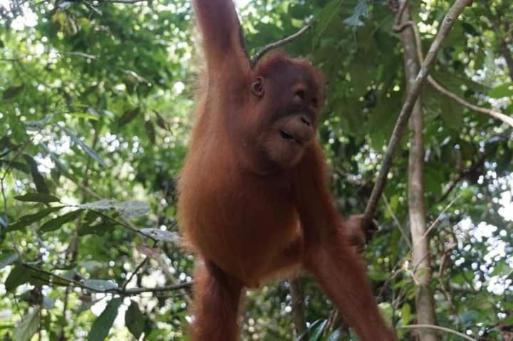 Pongo Guest House & Jungle Trekking Bukit Lawang Esterno foto