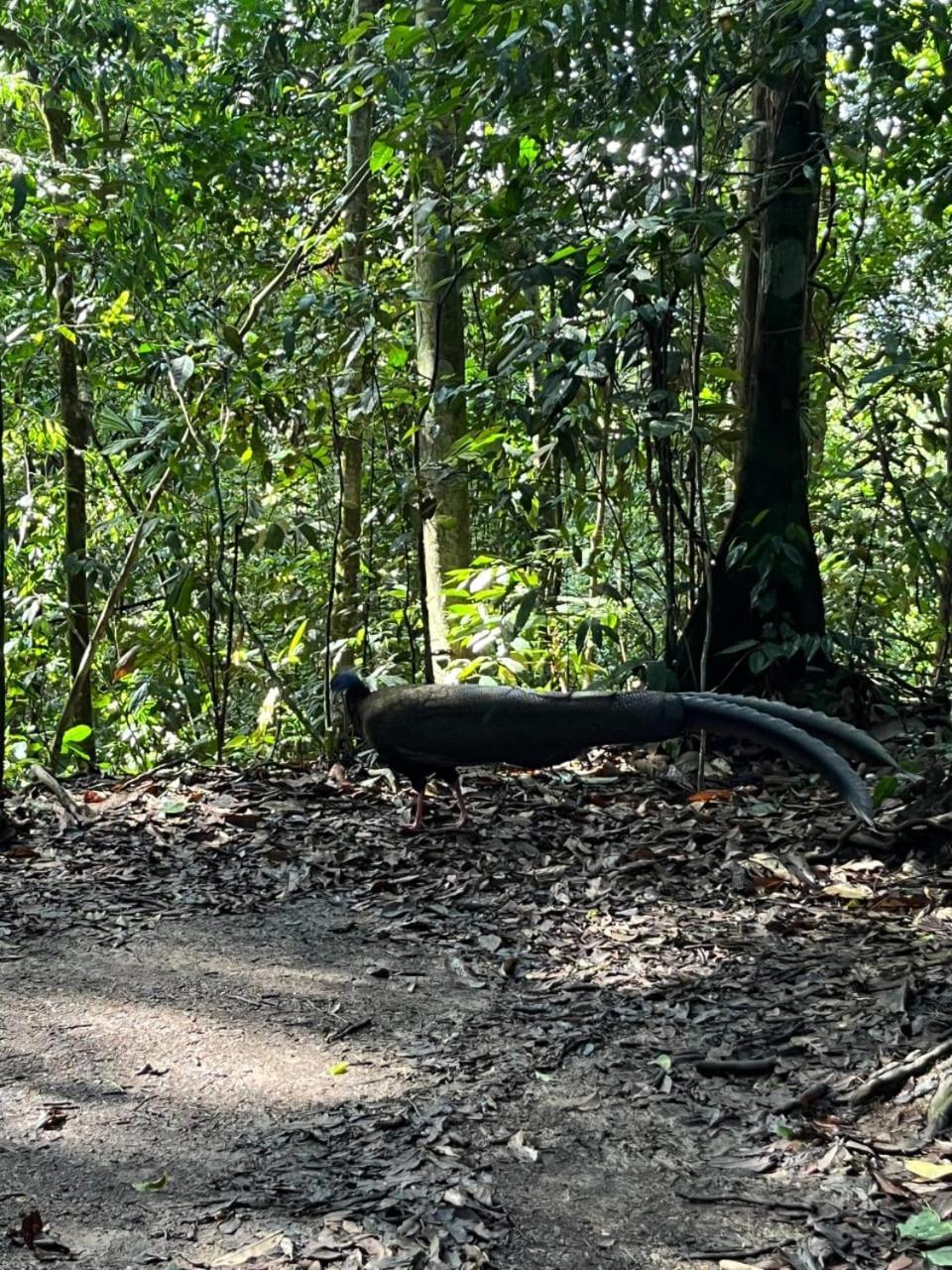 Pongo Guest House & Jungle Trekking Bukit Lawang Esterno foto