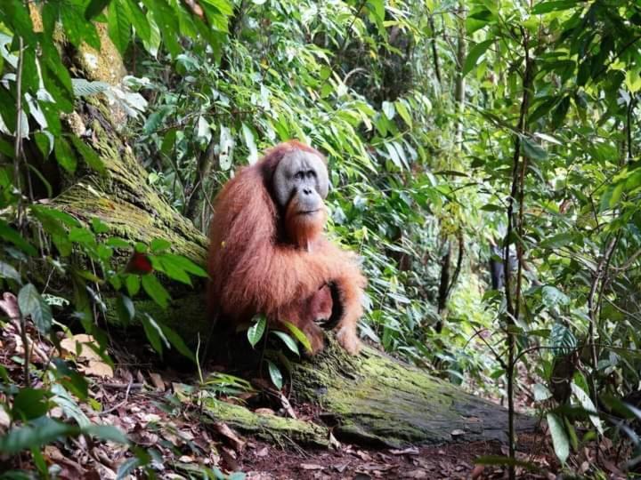 Pongo Guest House & Jungle Trekking Bukit Lawang Esterno foto