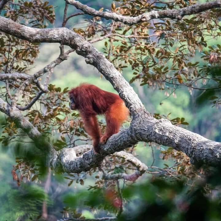 Pongo Guest House & Jungle Trekking Bukit Lawang Esterno foto