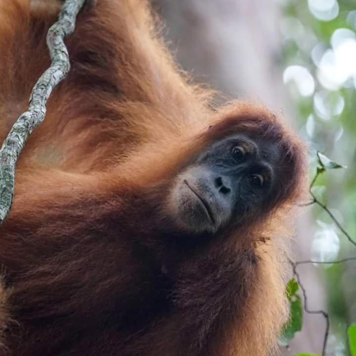 Pongo Guest House & Jungle Trekking Bukit Lawang Esterno foto