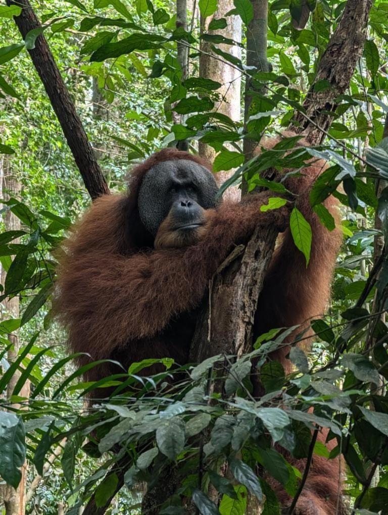 Pongo Guest House & Jungle Trekking Bukit Lawang Esterno foto