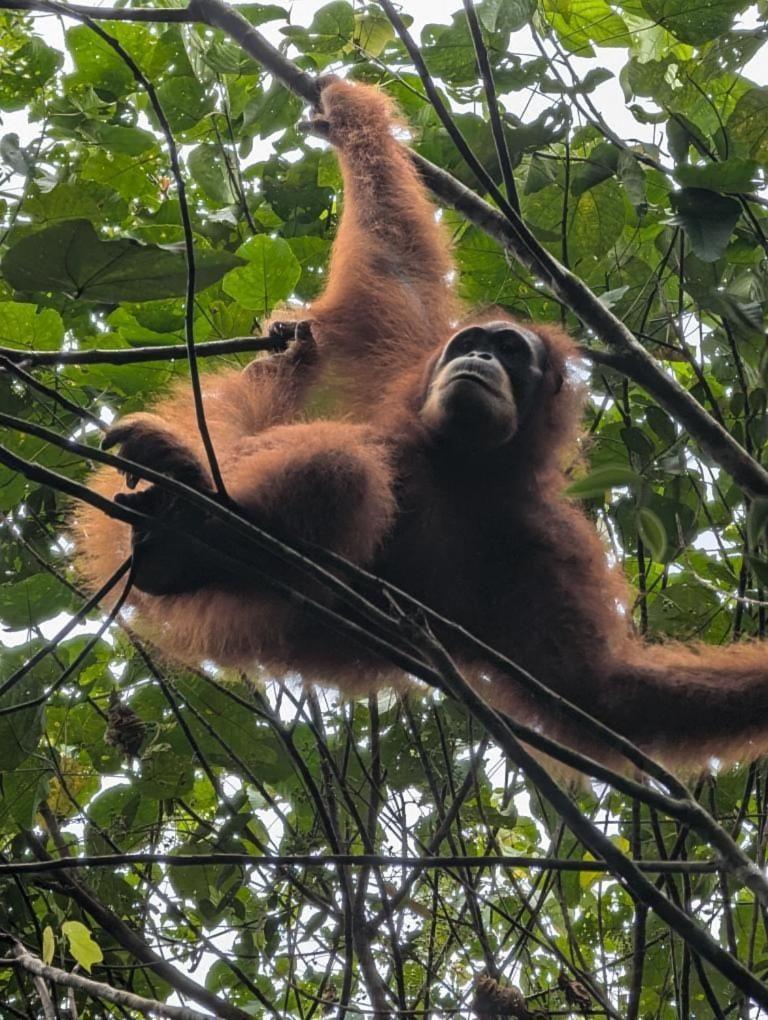 Pongo Guest House & Jungle Trekking Bukit Lawang Esterno foto