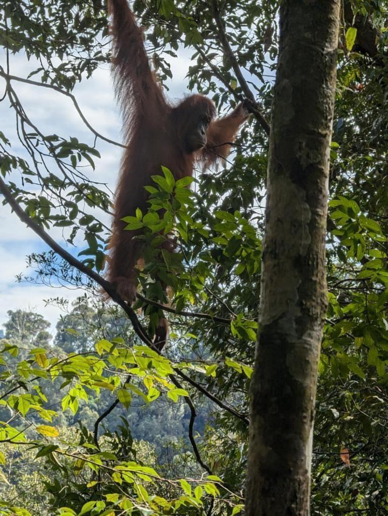 Pongo Guest House & Jungle Trekking Bukit Lawang Esterno foto